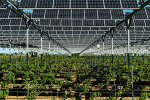 Sept projets innovants d'agrivoltaïsme dynamique pilotes en Occitanie